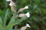 Bladder campion